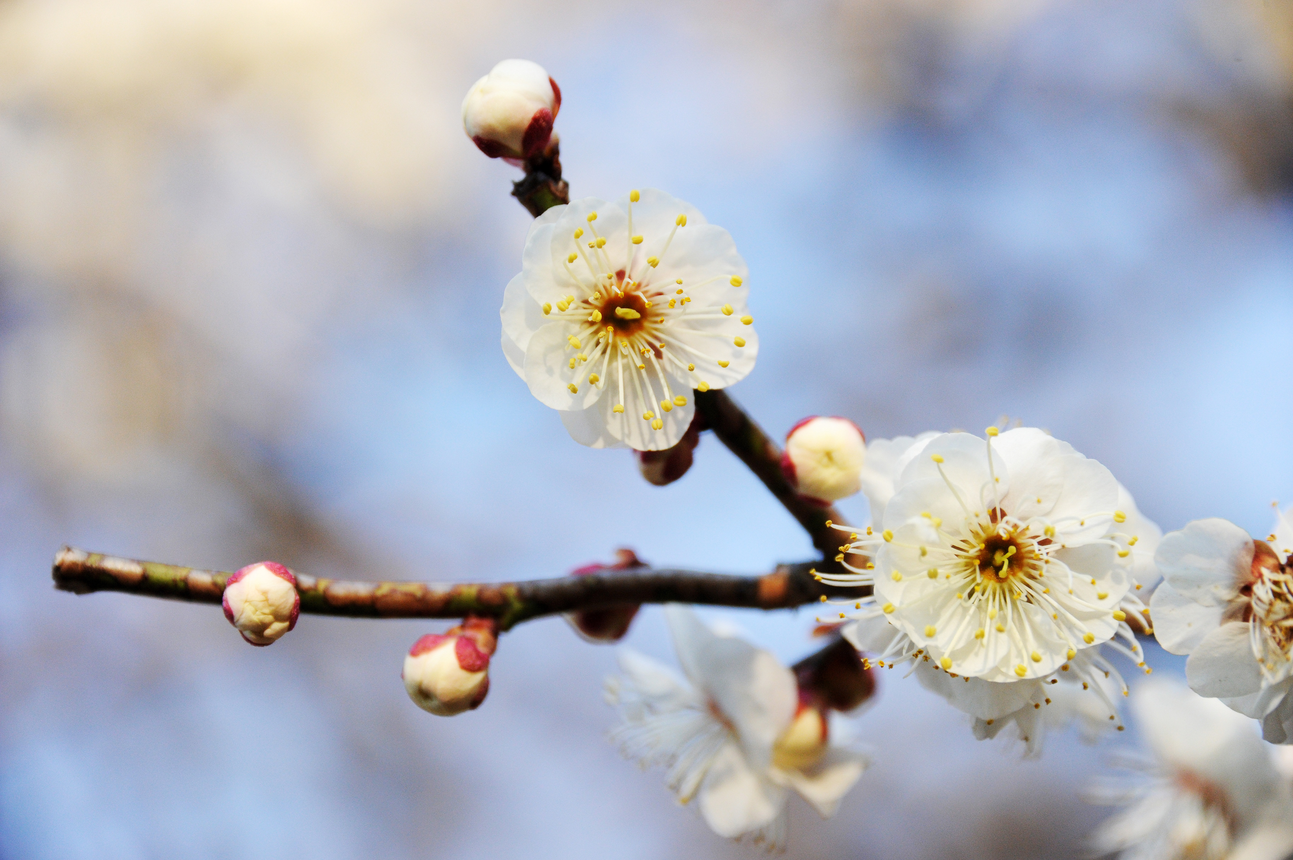 写真素材無料サイトT-Photo Share(フォトシェア) / 梅の花