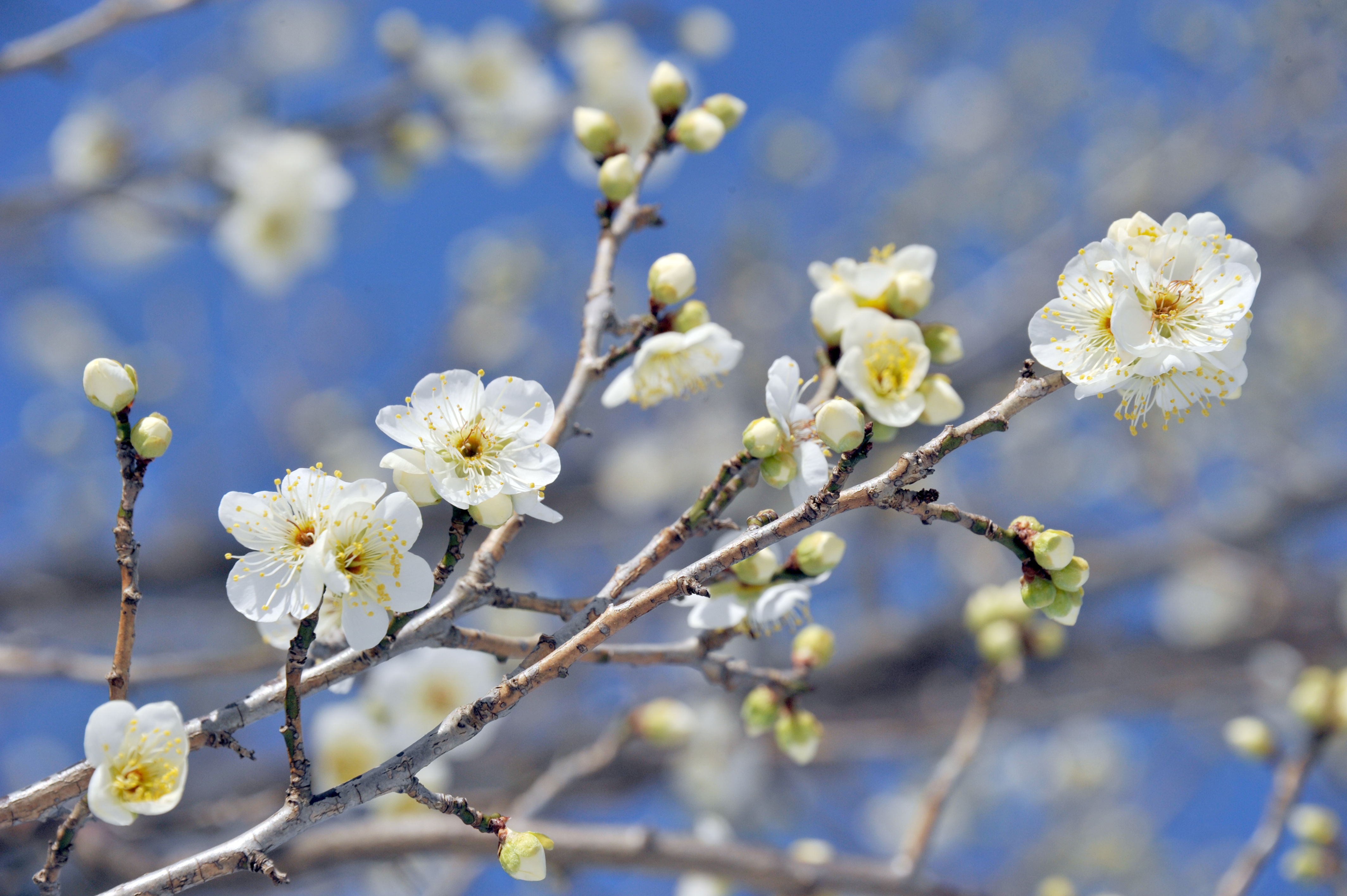 写真素材無料サイトT-Photo Share(フォトシェア) / 梅の花