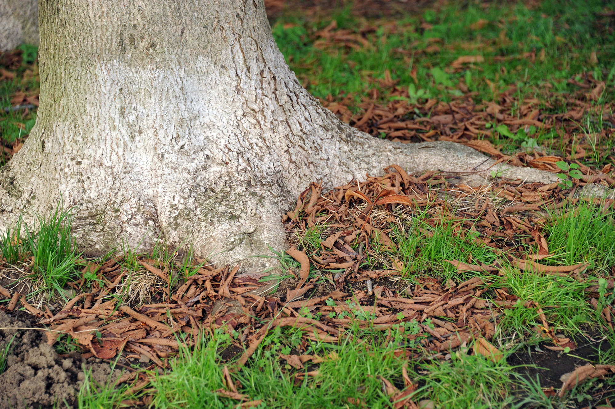 木の根元根本使い分け: 木の根元に植える植物 – WIUX