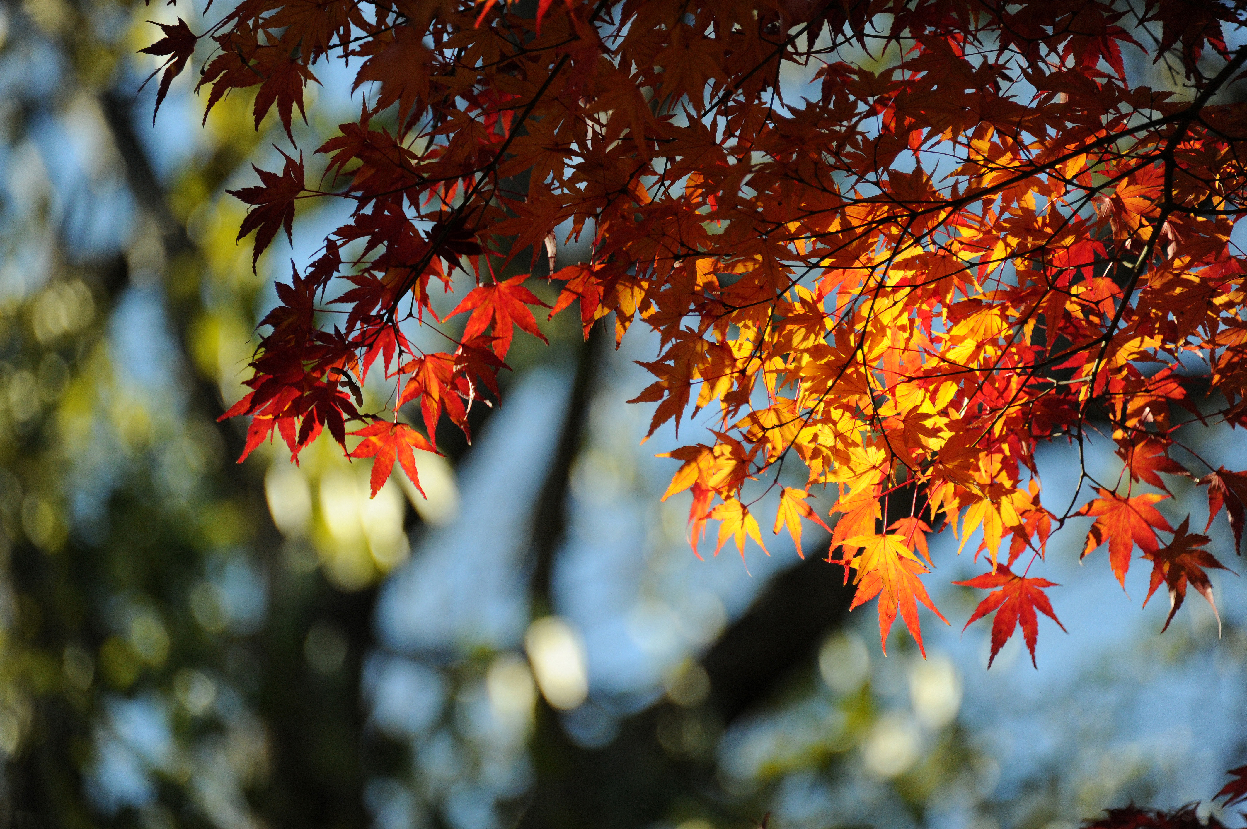 写真素材無料サイトt Photo Share フォトシェア もみじ