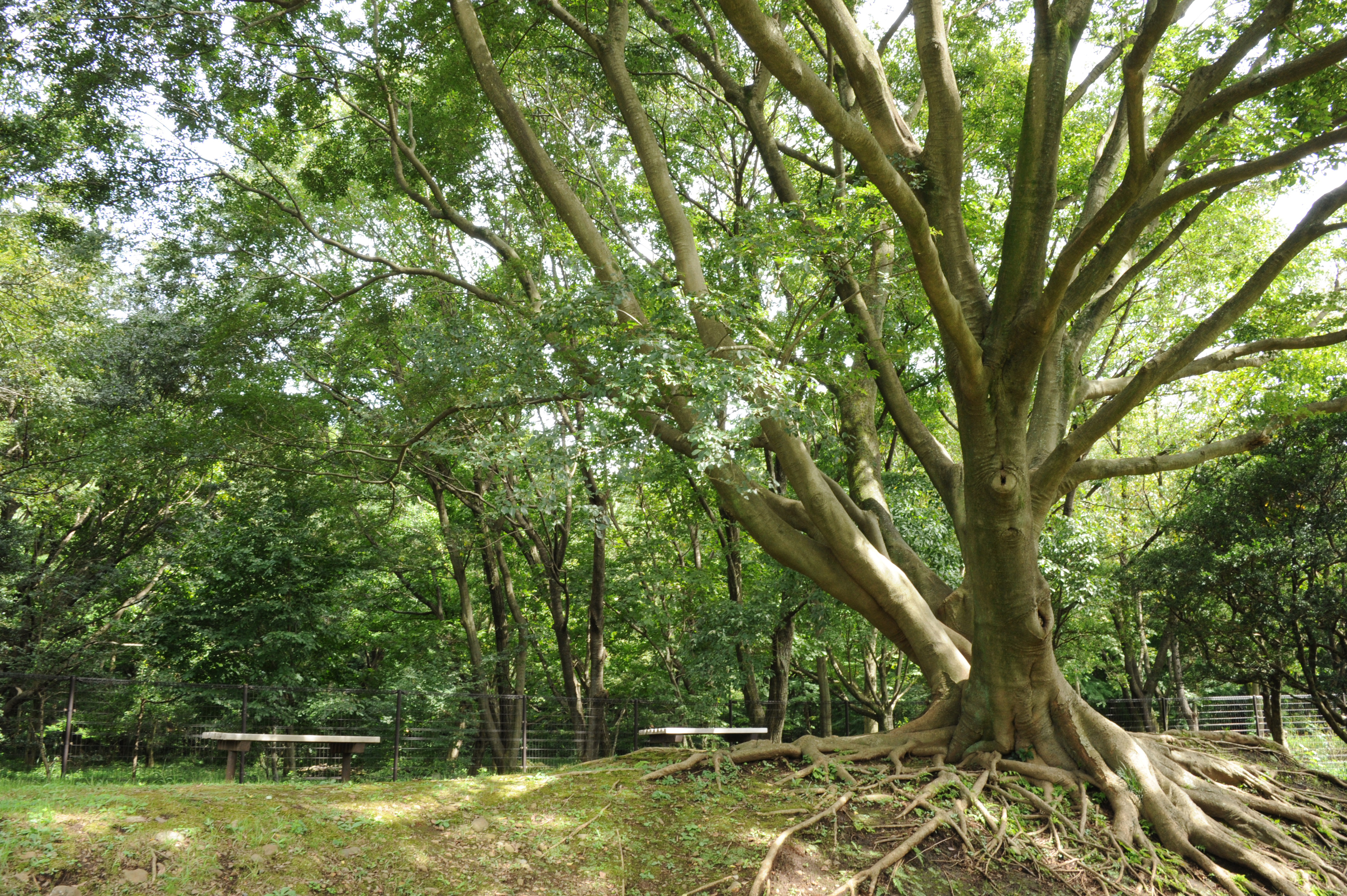 写真素材無料サイトt Photo Share フォトシェア 大きな木